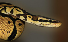 Python Snake Wallpaper 4192x2888 81581