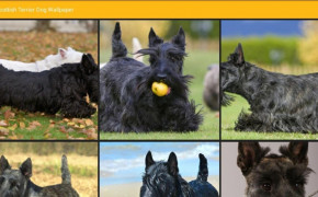 Scottish Terrier Best Wallpaper 79024