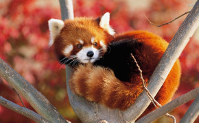 Red Panda Background Wallpapers 78193