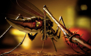 Mosquito Widescreen Wallpapers 75242