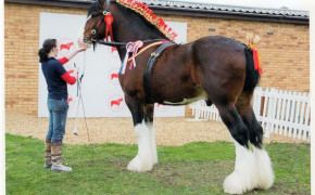 Shire Horse High Definition Wallpaper 79451