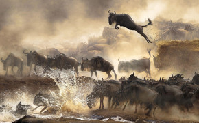 Water Buffalo Wallpaper 2560x1600 81991