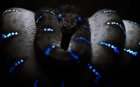 Snake HD Wallpapers 79657