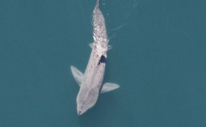 Basking Shark Wallpaper 74259