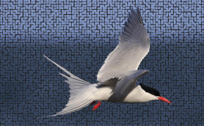 Tern Background Wallpaper 80500