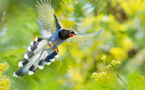 Taiwan Blue Magpie HD Background Wallpaper 80358