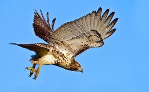 Red Tailed Hawk High Definition Wallpaper 78429