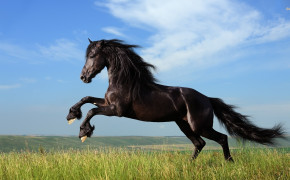 Black Horse Desktop Wallpaper 07675