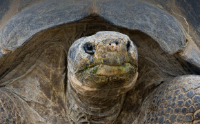 Aldabra Giant Tortoise Desktop HD Wallpaper 73510