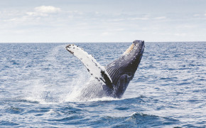 Humpback Whale HD Background Wallpaper 76858