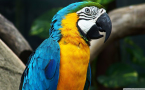 Macaw HD Background Wallpaper 74667