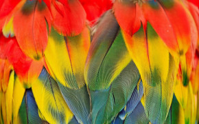 Scarlet Macaw Background Wallpapers 78973
