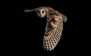 Barn Owl Background Wallpapers 74209