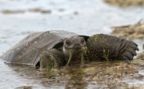 Aldabra Giant Tortoise Wallpaper 2048x1365 80994