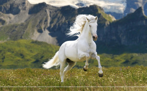 Beautiful White Horse Background Wallpaper 07652