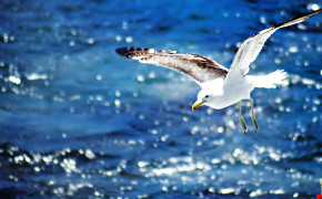 Seagull Best HD Wallpaper 79167