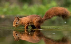 Red Squirrel Wallpaper 3840x2160 82291