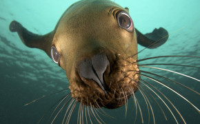 Sea Lion Background Wallpapers 79083