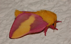 Rosy Maple Moth HD Background Wallpaper 78710