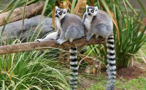 Lemur HD Wallpaper 77631