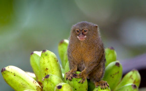 Marmoset Background Wallpapers 74974