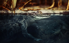 Alligator Best Wallpaper 73528