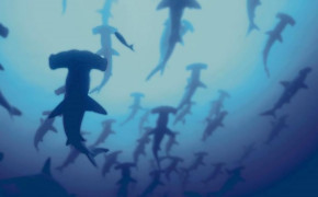 Hammerhead Shark HD Background Wallpaper 76509