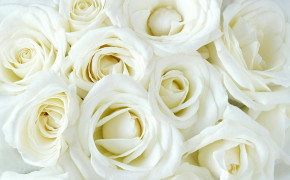 White Rose Images 08181
