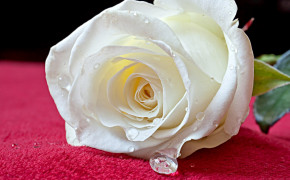 White Rose Pictures 08184
