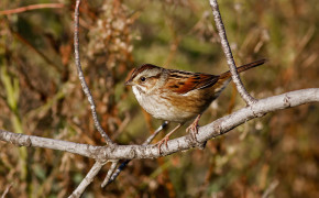 Swamp Sparrow HD Background Wallpaper 80256