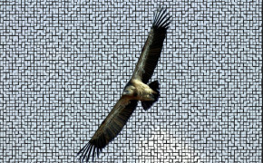 Vulture Wallpaper 75873