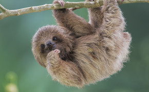 Sloth Background HD Wallpapers 79599