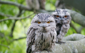 Tawny Frogmouth High Definition Wallpaper 80495