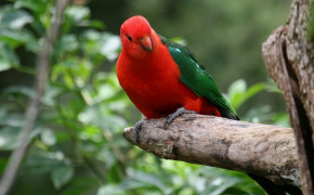 King Parrot HD Wallpapers 77368