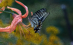 Swallowtail Butterfly Background Wallpaper 80234