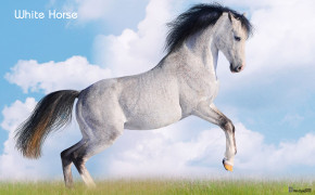 Beautiful White Horse Widescreen Wallpapers 07661