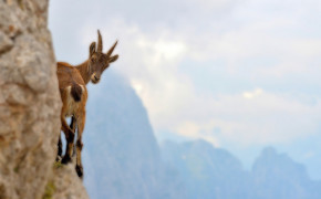 Mountain Goat HD Desktop Wallpaper 75266