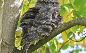 Tawny Frogmouth HD Wallpapers 80494