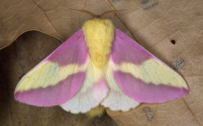 Rosy Maple Moth Background HD Wallpapers 78703