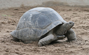 Aldabra Giant Tortoise Best Wallpaper 73509