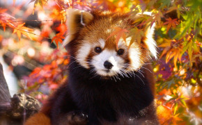 Red Panda HD Desktop Wallpaper 78200