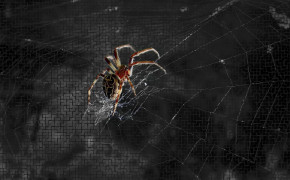 Spider Desktop Wallpaper 79804