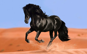 Black Horse Photos 07677