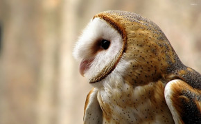 Barn Owl HD Wallpaper 74217