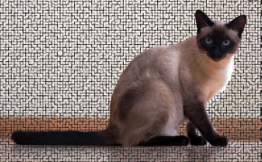 Siamese Cat HD Desktop Wallpaper 79518