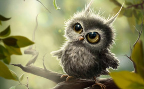 Little Owl HD Wallpaper 74488
