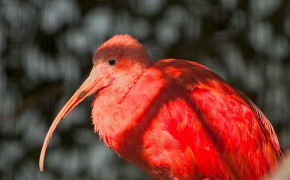 Scarlet Ibis Best HD Wallpaper 78960