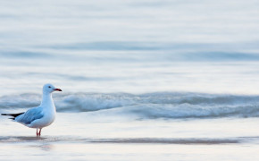 Seagull HD Wallpapers 79175