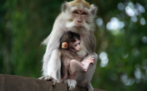 Macaque Background HD Wallpapers 74640