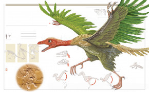 Archaeopteryx Desktop Wallpaper 73899
